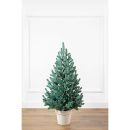 Ялинка лита 'Віденська' в горщику блакитна 0,90м