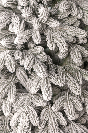 Ялинка лита 'Лапландська' ЗАСНІЖЕНА ПАРАСОЛЬКА 1,50м