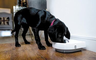 Автоматичний дозатор їжі для котів або маленьких собак з цифровим таймером, для вологого або сухого корму для домашніх тварин, 3 каруселі, кожна до 330 г (раніше Cat Mate) 3 годівниці для їжі, 300