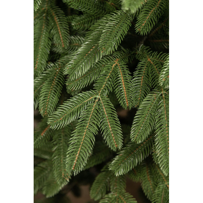 Ялинка лита 'Лапландська' ПАРАСОЛЬКА ЗЕЛЕНА 1,80м