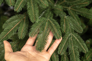 Ялинка лита 'Лапландська' ПАРАСОЛЬКА ЗЕЛЕНА 3,00м