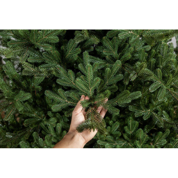 Ялинка лита 'Міланська' ПАРАСОЛЬКА ЗЕЛЕНА 1,80м