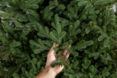 Ялинка лита 'Міланська' ПАРАСОЛЬКА ЗЕЛЕНА 1,80м