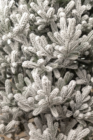 Ялинка лита 'Віденська' ЗАСНІЖЕНА 2,30м