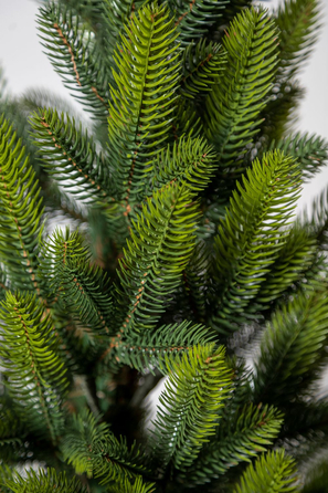 Ялинка лита 'Лапландська' в горщику ВЕСНЯНА 0,90м