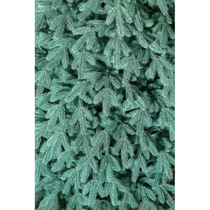 Ялинка лита 'Лапландська' ПАРАСОЛЬКА БЛАКИТНА 1,50м