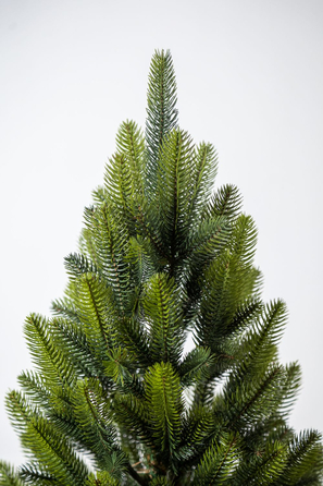 Ялинка лита 'Лапландська' в горщику ВЕСНЯНА 0,90м