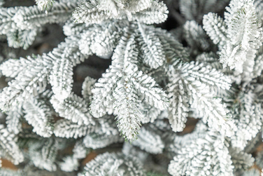 Ялинка лита 'Альпійська' ЗАСНІЖЕНА 2,30м