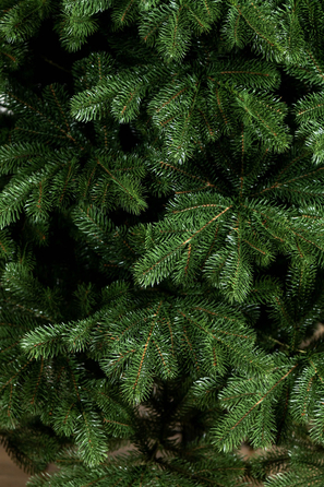 Ялинка лита 'Версальська' ПАРАСОЛЬКА ЗЕЛЕНА 2,30м