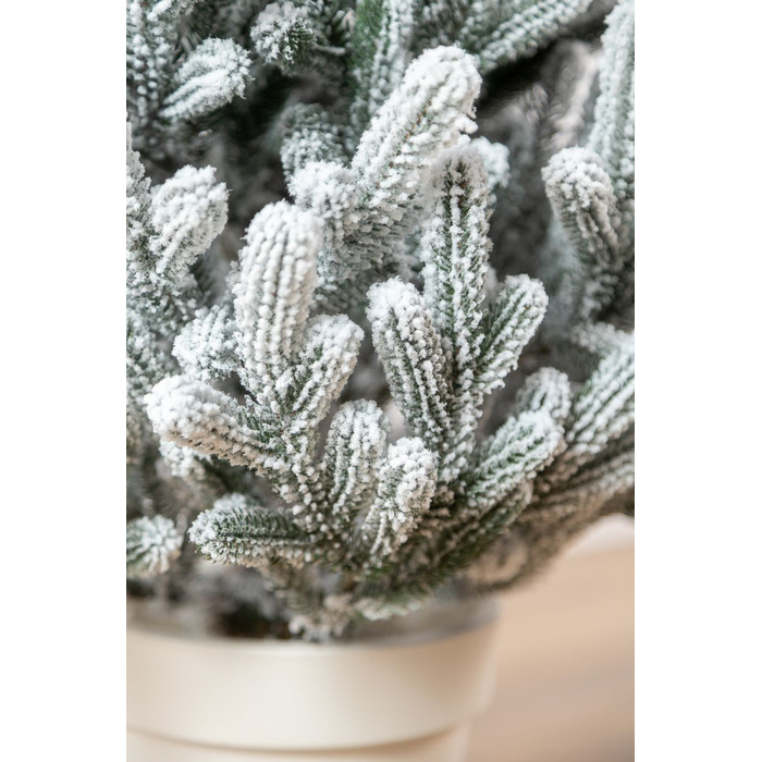 Ялинка лита 'Віденська' в горщику ЗАСНІЖЕНА 1,10м