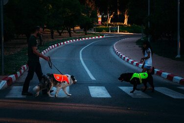 Жовтий захисний жилет для собак, розмір 5, світловідбиваючий, регульовані ремені, пряжки, денна/нічна видимість