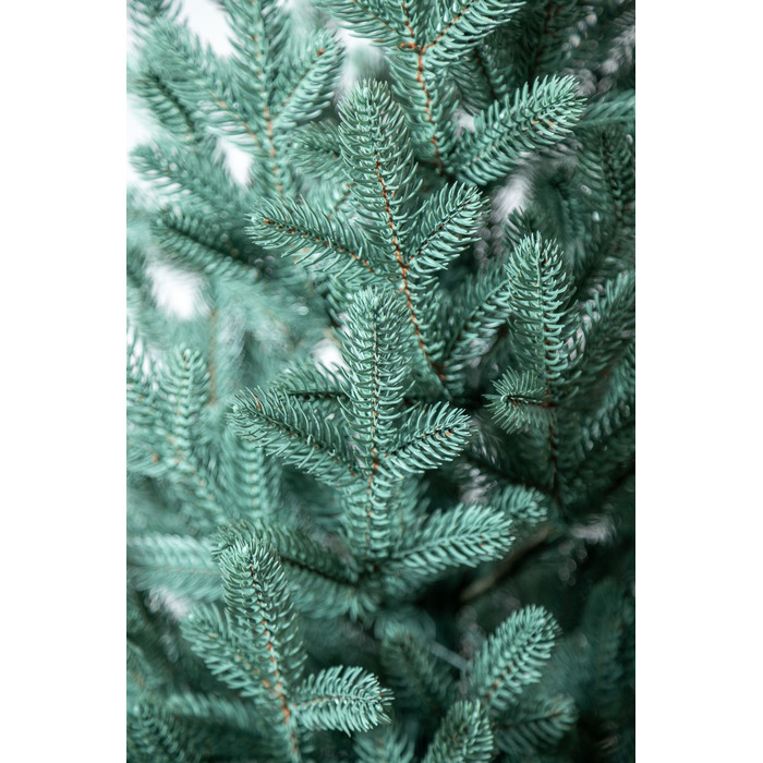 Ялинка лита 'Віденська' в горщику блакитна 0,90м