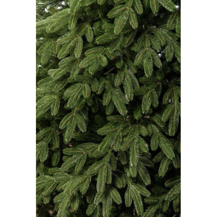 Ялинка лита 'Лапландська' ПАРАСОЛЬКА ЗЕЛЕНА 2,10м