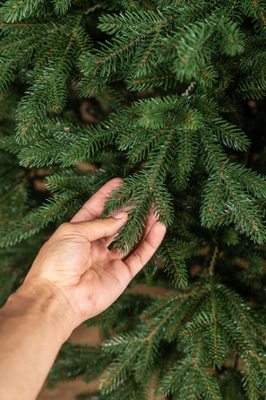 Ялинка лита 'Альпійська' ПАРАСОЛЬКА ЗЕЛЕНА 1,50м