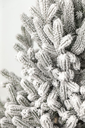 Ялинка лита 'Віденська' ЗАСНІЖЕНА 2,30м