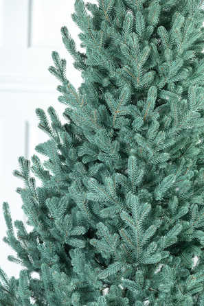 Ялинка лита 'Віденська' Блакитна 3,00м