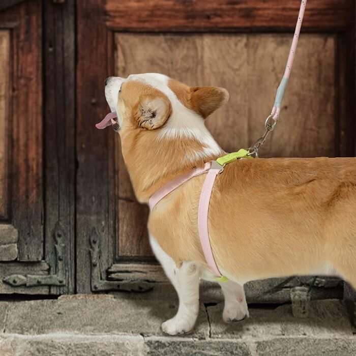 Набір шлейки і повідця для собак Bella & Pal, Шлейка для цуценят дуже маленьких собак, регульована шлейка, Шлейка для собак із захистом від натягу, надлегка дихаюча нейлонова шлейка для грудей, Синій Хакі, XS (XS (окружність грудей 30-41 см), рожевий і зе