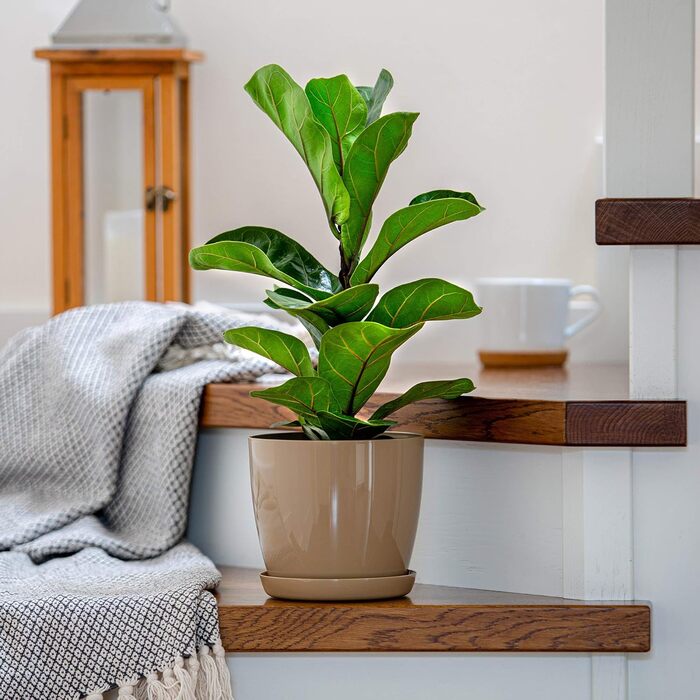 Набір горщиків для квітів KADAX (3 шт., 20 см, бежевий) – пластикові горщики для дому, підвіконня, кімнатних рослин та трав