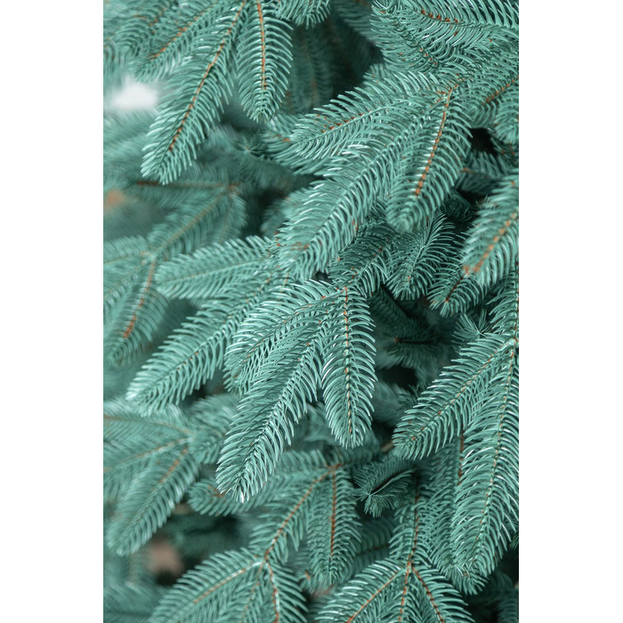 Ялинка лита 'Лапландська' ПАРАСОЛЬКА БЛАКИТНА 2,30м