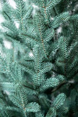 Ялинка лита 'Віденська' в горщику блакитна 0,90м