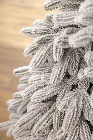 Ялинка лита 'Лапландська' ЗАСНІЖЕНА ПАРАСОЛЬКА 1,50м