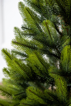 Ялинка лита 'Лапландська' в горщику ВЕСНЯНА 0,90м