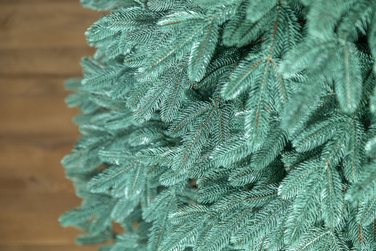 Ялинка лита 'Лапландська' ПАРАСОЛЬКА БЛАКИТНА 2,30м