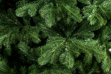 Ялинка лита 'Версальська' ПАРАСОЛЬКА ЗЕЛЕНА 2,30м