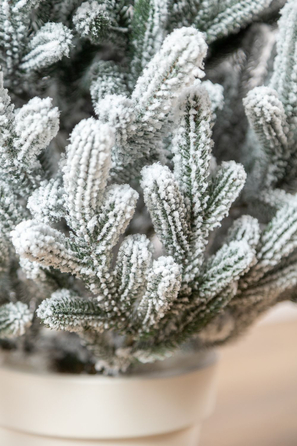 Ялинка лита 'Віденська' в горщику ЗАСНІЖЕНА 1,10м