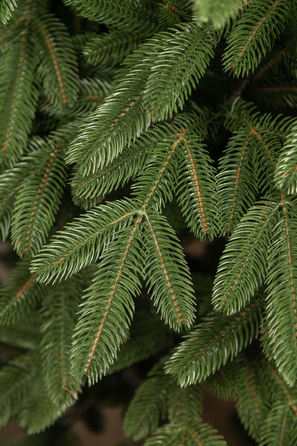 Ялинка лита 'Лапландська' ПАРАСОЛЬКА ЗЕЛЕНА 1,80м