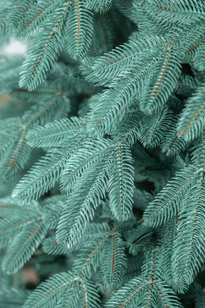 Ялинка лита 'Лапландська' ПАРАСОЛЬКА БЛАКИТНА 2,30м