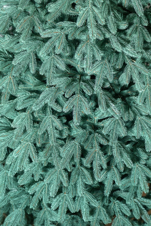 Ялинка лита 'Лапландська' ПАРАСОЛЬКА БЛАКИТНА 1,50м