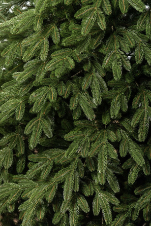 Ялинка лита 'Лапландська' ПАРАСОЛЬКА ЗЕЛЕНА 2,10м