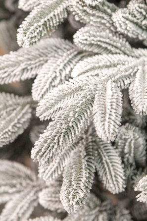 Ялинка лита 'Лапландська' ЗАСНІЖЕНА 2,50м