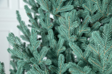 Ялинка лита 'Віденська' Блакитна 3,00м