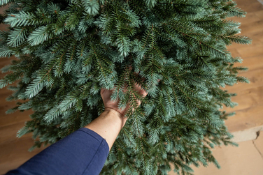 Ялинка лита 'Аляска' ПАРАСОЛЬКА ЗЕЛЕНА 2,50м