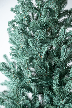 Ялинка лита 'Віденська' в горщику блакитна 1,10 м