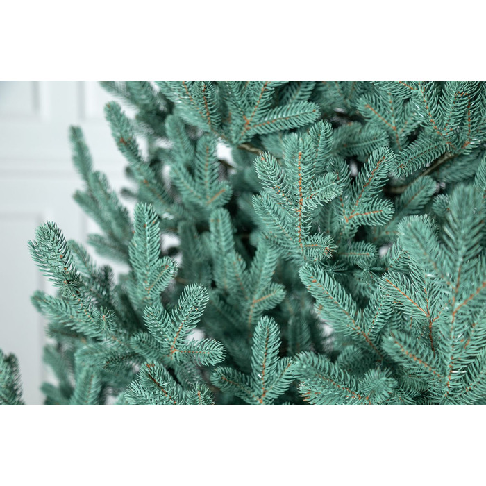 Ялинка лита 'Віденська' Блакитна 3,00м