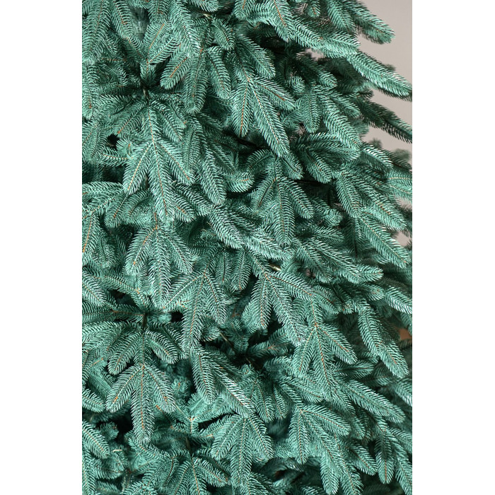 Ялинка лита 'Лапландська' ПАРАСОЛЬКА БЛАКИТНА 2,30м