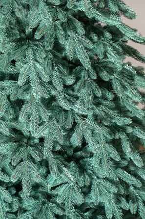 Ялинка лита 'Лапландська' ПАРАСОЛЬКА БЛАКИТНА 2,30м